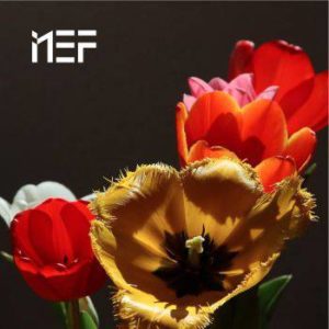 Vẻ đẹp tự nhiên Nef Digital